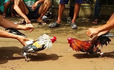 đá gà ăn tiền nhà cái Rikvip