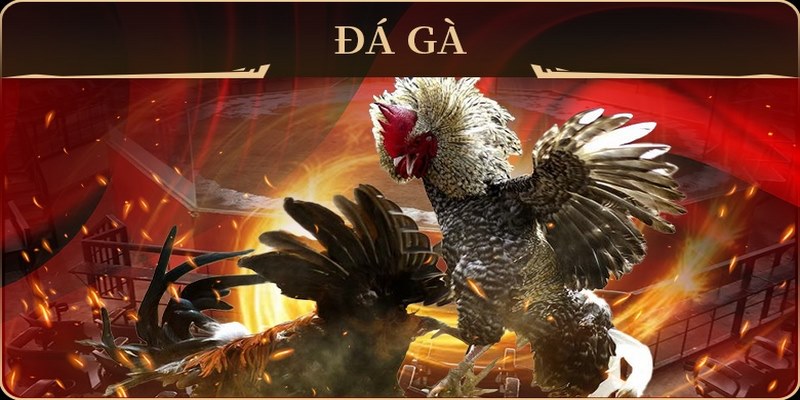 Cách tham gia cá cược đá gà trực tiếp C3 nhà cái Rikvip
