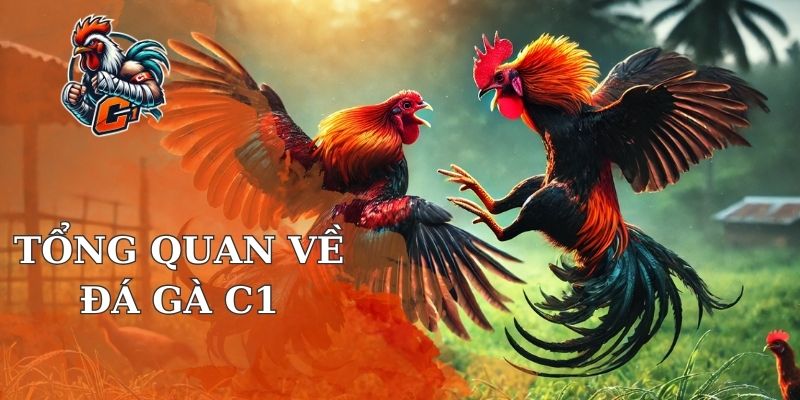 Tổng quan về gà chọi online C1 Vip nhà cái Rikvip