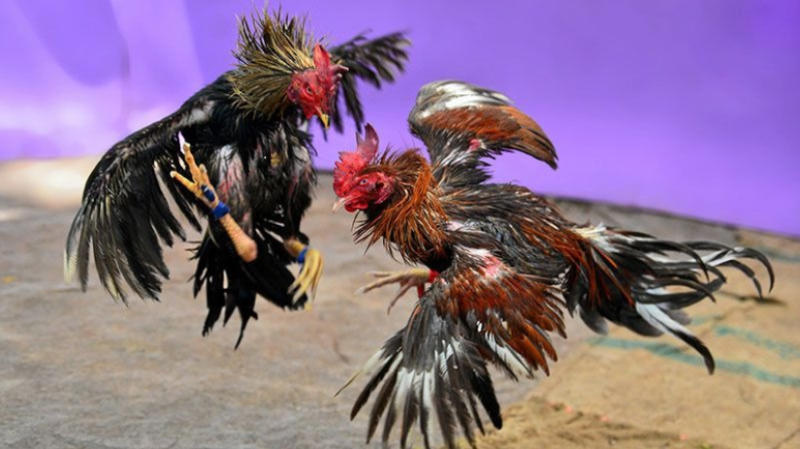 kinh nghiệm nuôi gà đá