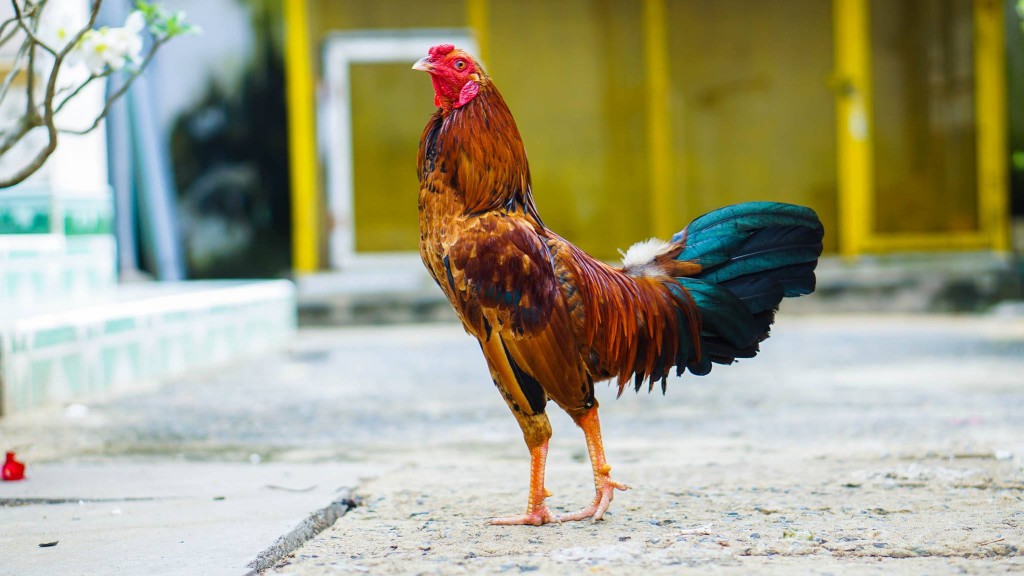 Kinh nghiệm nuôi gà đá về cách chăm sóc